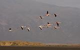 TANZANIA - Lake Natron Flamingos - 07